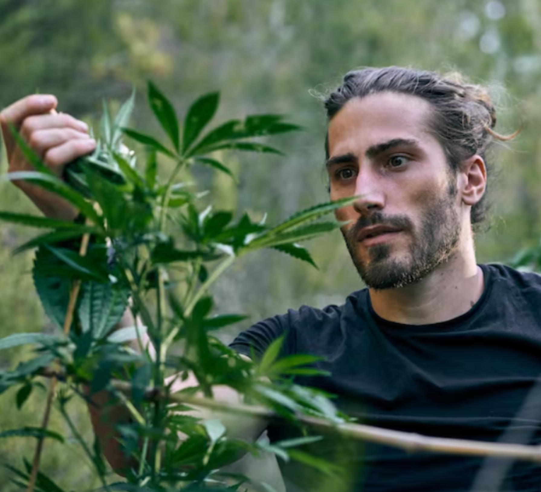 Botany Farms: Premium Cannabis Products Delivered to You