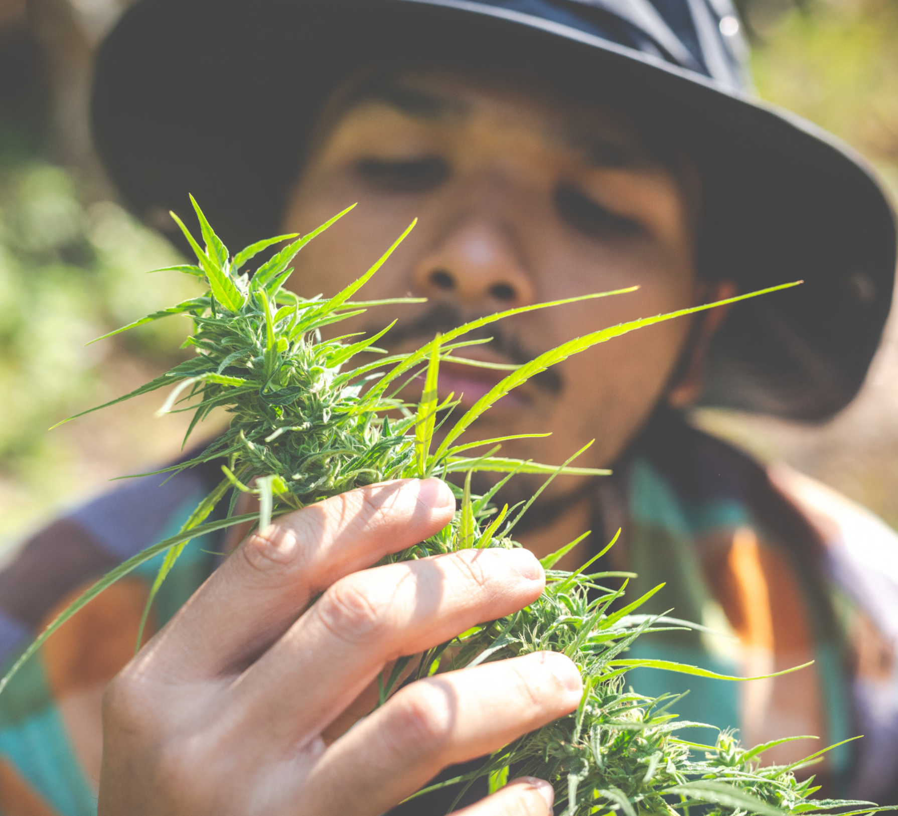 Mr Hemp Flower Top Picks Guide