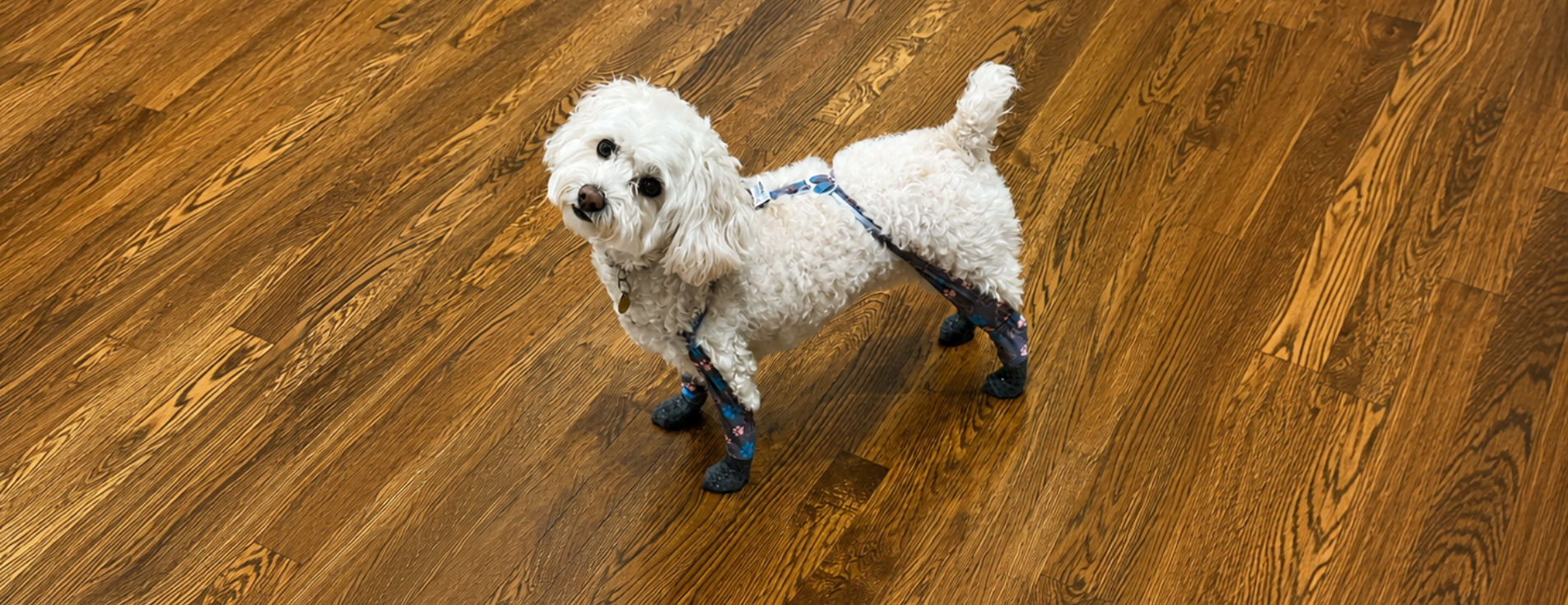 how-to-choose-right-dog-socks
